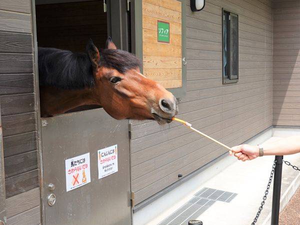 馬のエサやりイベント再開 混雑しない朝ごはんがオススメ ぱかぱか広場 よこはま動物園ズーラシア公式サイト 公益財団法人 横浜市緑の協会