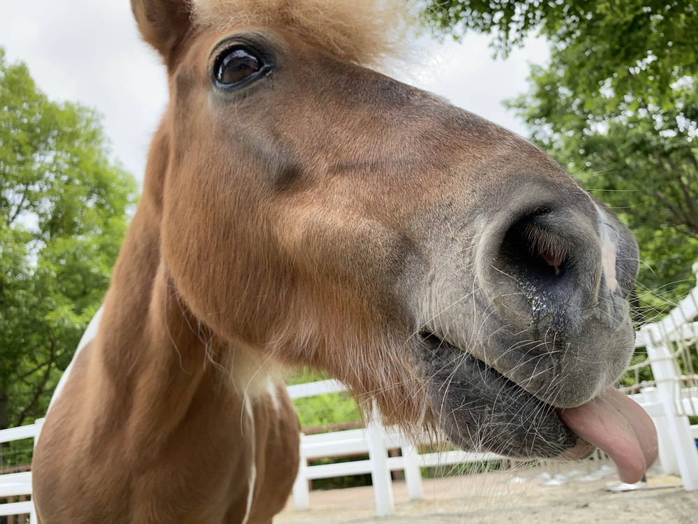 ぱかぱか ペロ2 ゆう1.jpg