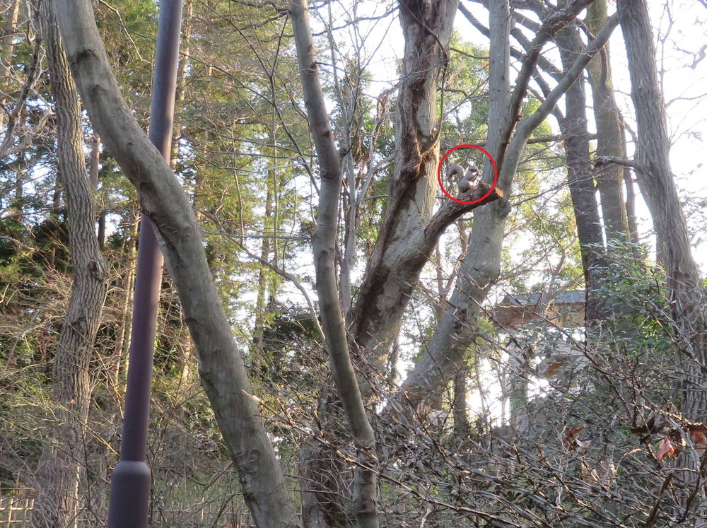 IMG_0681 - コピー.jpg