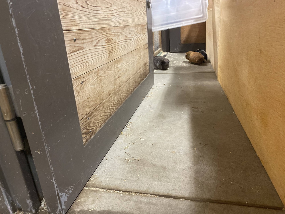 ぱかぱか モルモットレース7.jpg