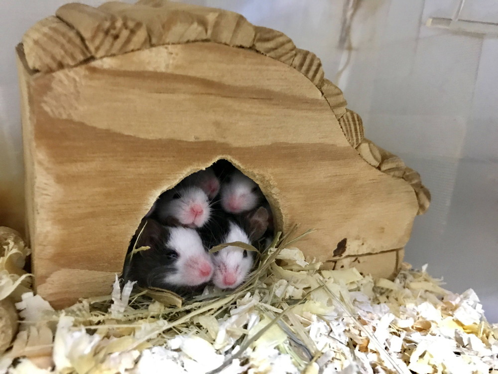 ぱかぱか ナイトパンダ5.jpg