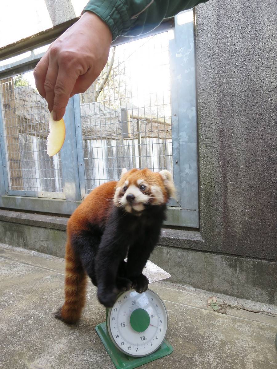 9 9 26は動物愛護週間 ブログdeズーラシア よこはま動物園ズーラシア公式サイト 公益財団法人 横浜市緑の協会 9 9 26は動物愛護週間 ブログdeズーラシア よこはま動物園ズーラシア公式サイト 公益財団法人 横浜市緑の協会