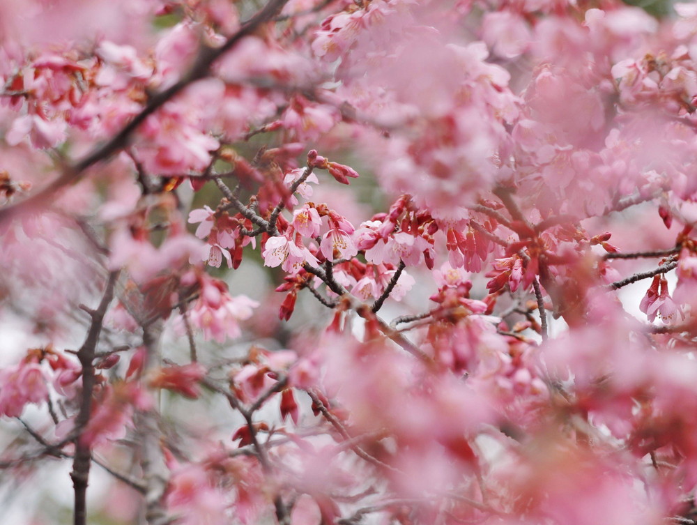 ズーラシアに咲く桜 桜開花 よこはま動物園ズーラシア公式サイト 公益財団法人 横浜市緑の協会