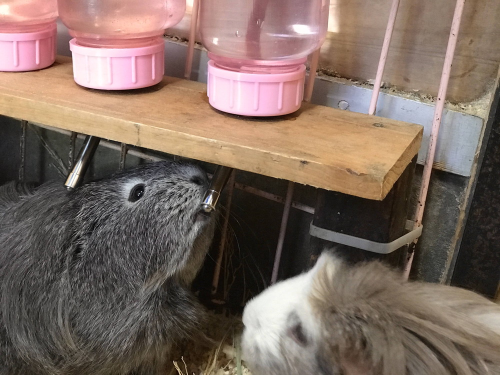 【ぱかぱか】 水のみ②.jpg