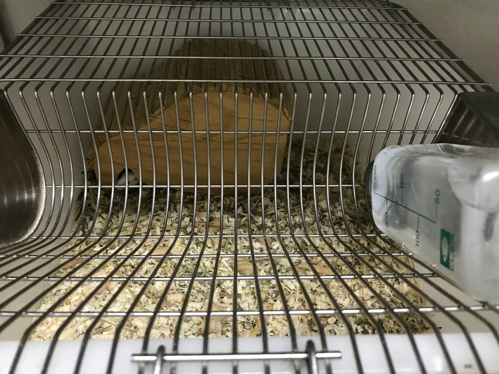 ぱかぱか ナイトパンダ9.jpg