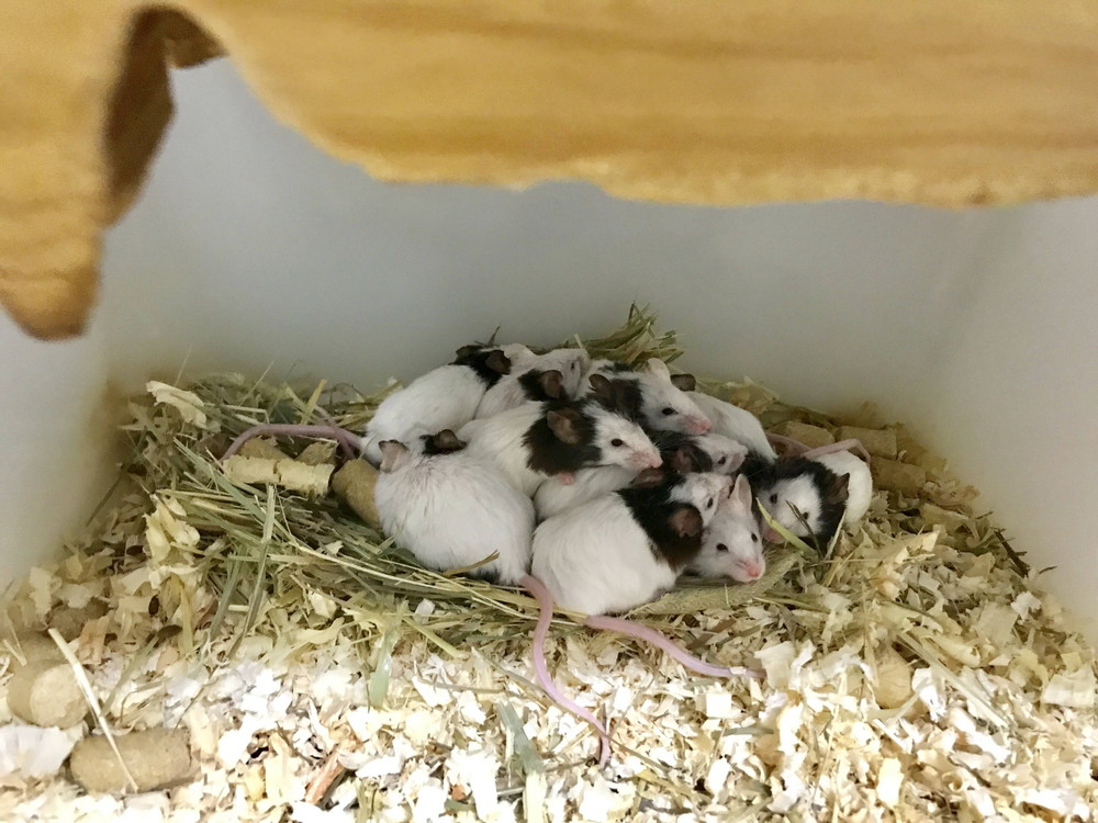 ぱかぱか ナイトパンダ4.jpg