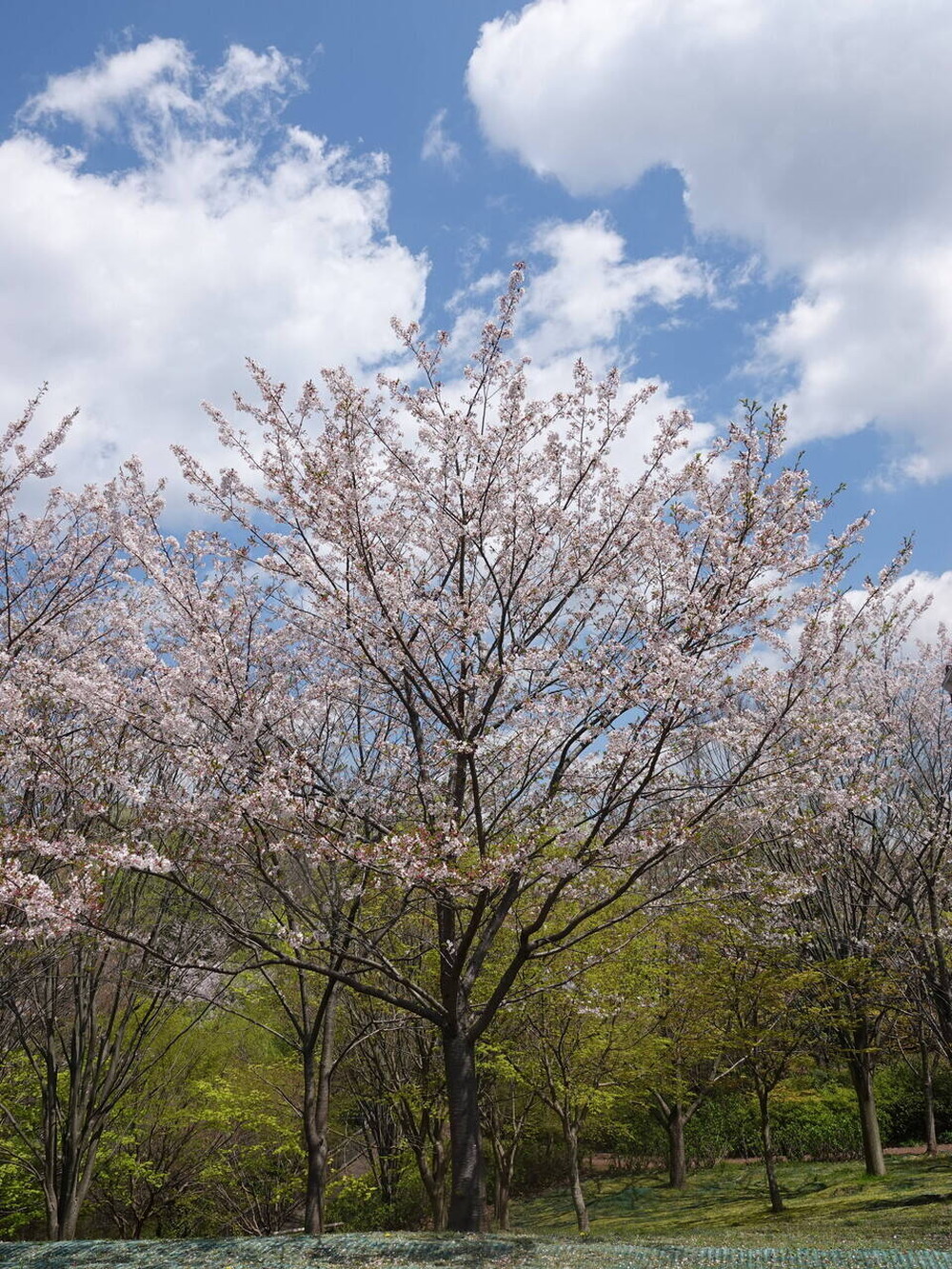 ズーラシアに咲く桜 桜開花 よこはま動物園ズーラシア公式サイト 公益財団法人 横浜市緑の協会