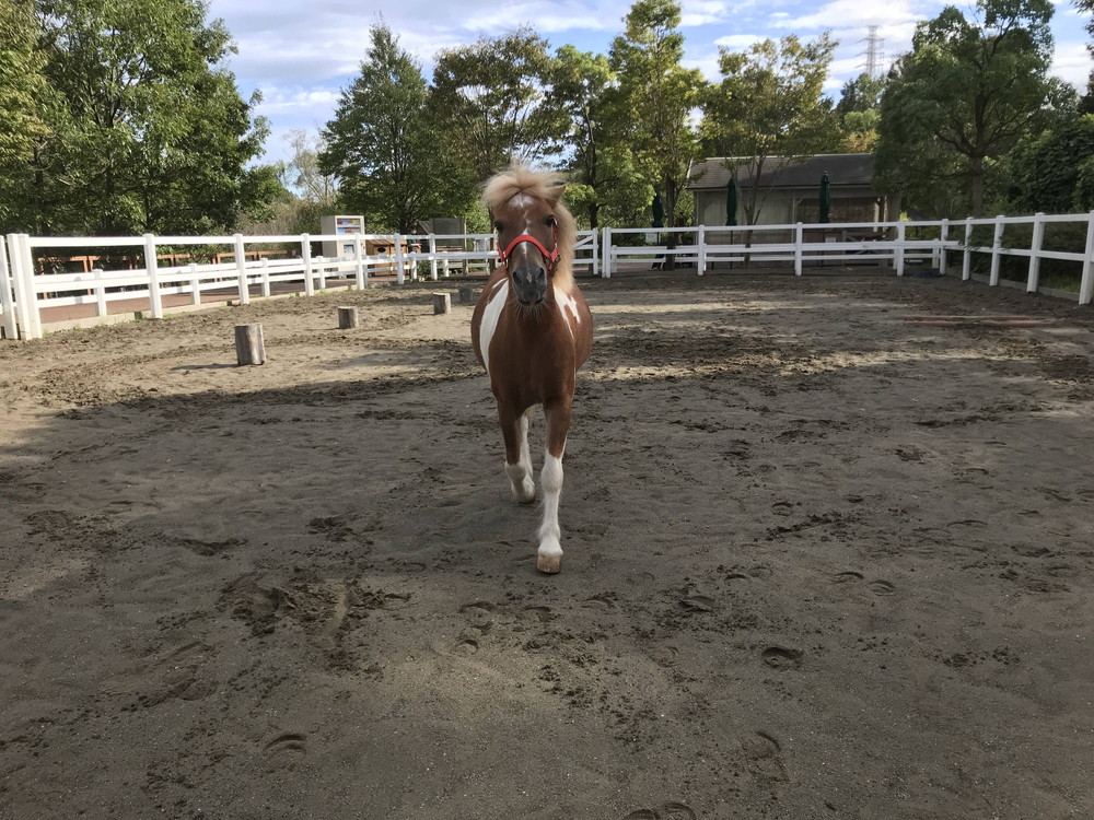 ぱかぱか 脱走11.jpg