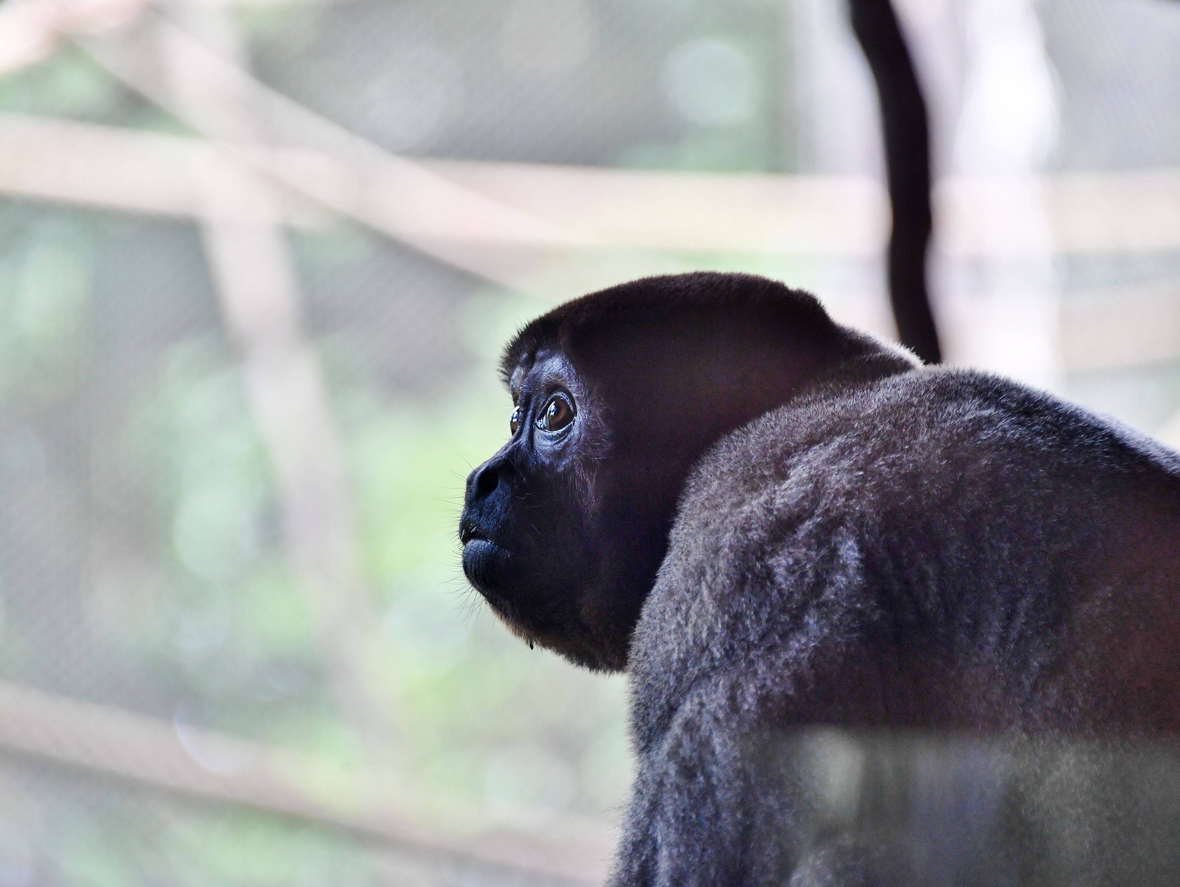 遠くを見つめる表情は良い っていうお話 ブログdeズーラシア よこはま動物園ズーラシア公式サイト 公益財団法人 横浜市緑の協会
