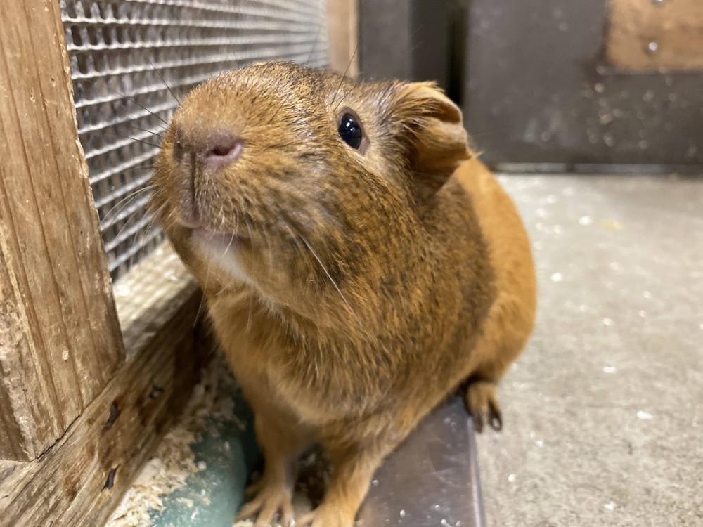 ぱかぱか モルモットレース11.jpg