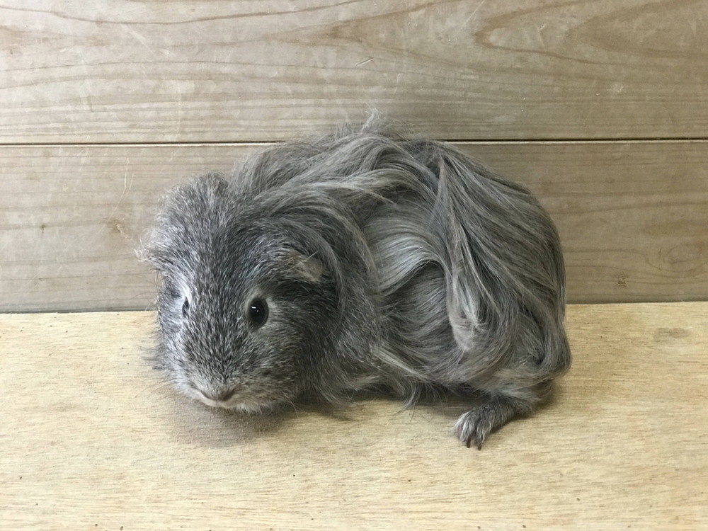 ぱかぱか 長毛3.jpg