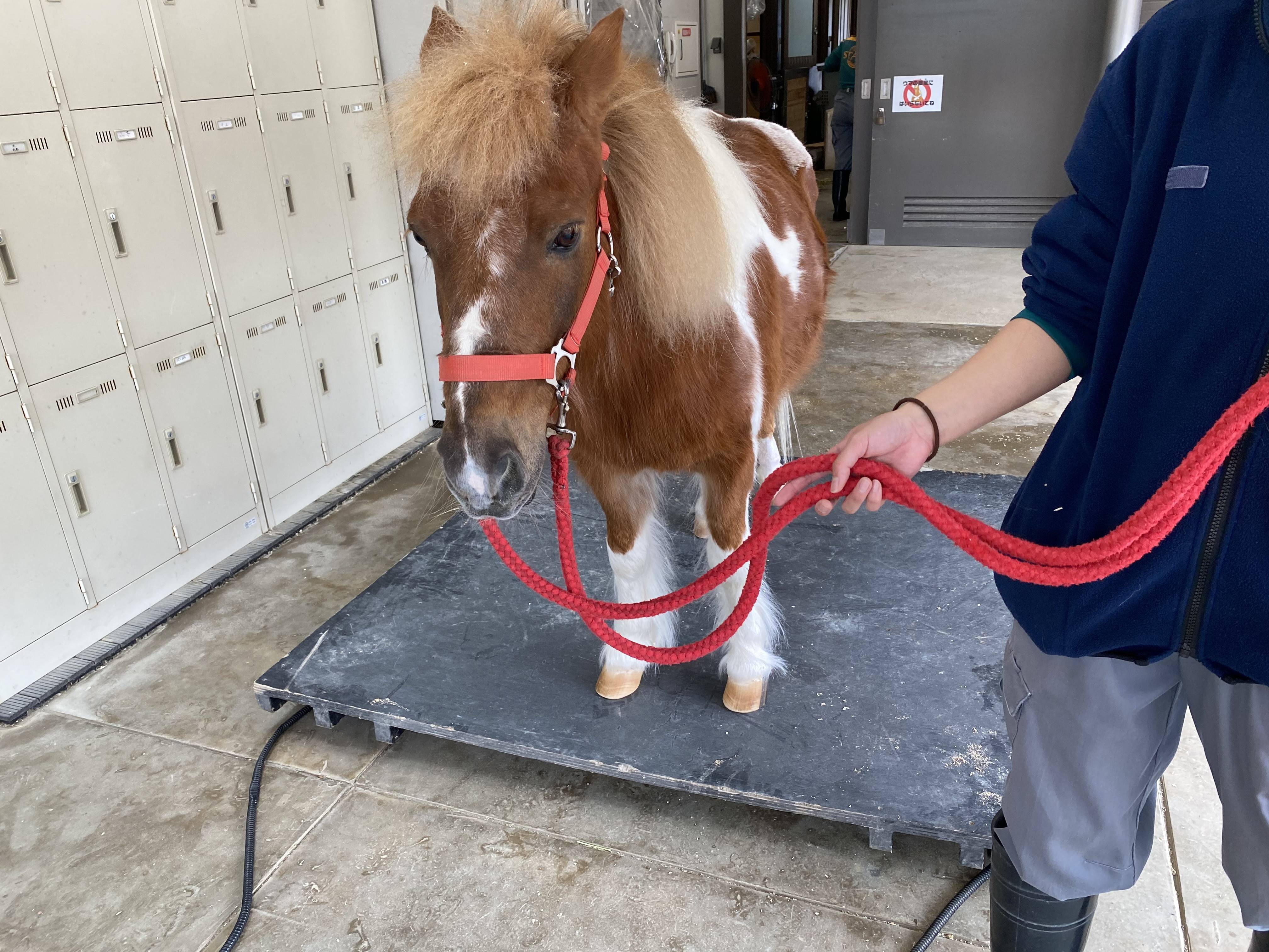 ぱかぱか 体重1.jpg