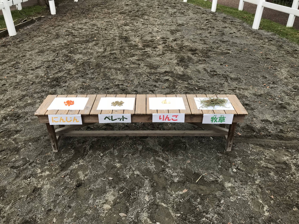 お馬さんってニンジンが好きなんでしょ ぱかぱか広場 よこはま動物園ズーラシア公式サイト 公益財団法人 横浜市緑の協会