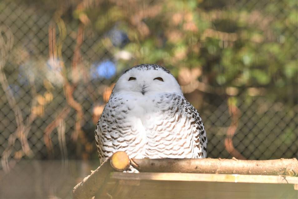 シロフクロウのユキ⑨.jpg