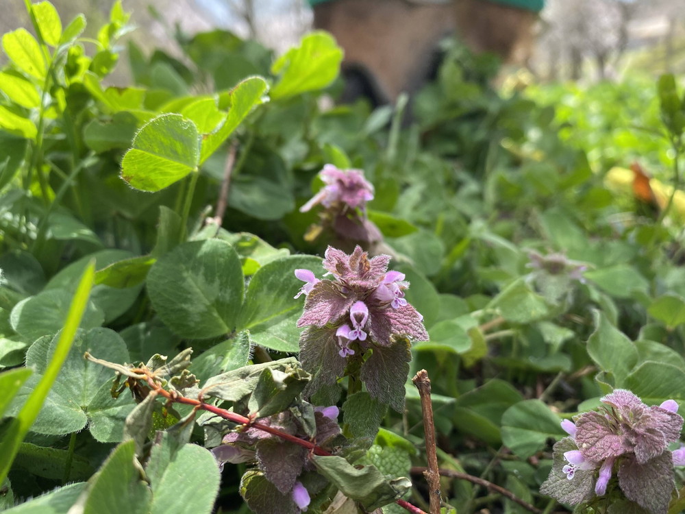 ぱかぱか 春ヒメオドリコソウ.jpg