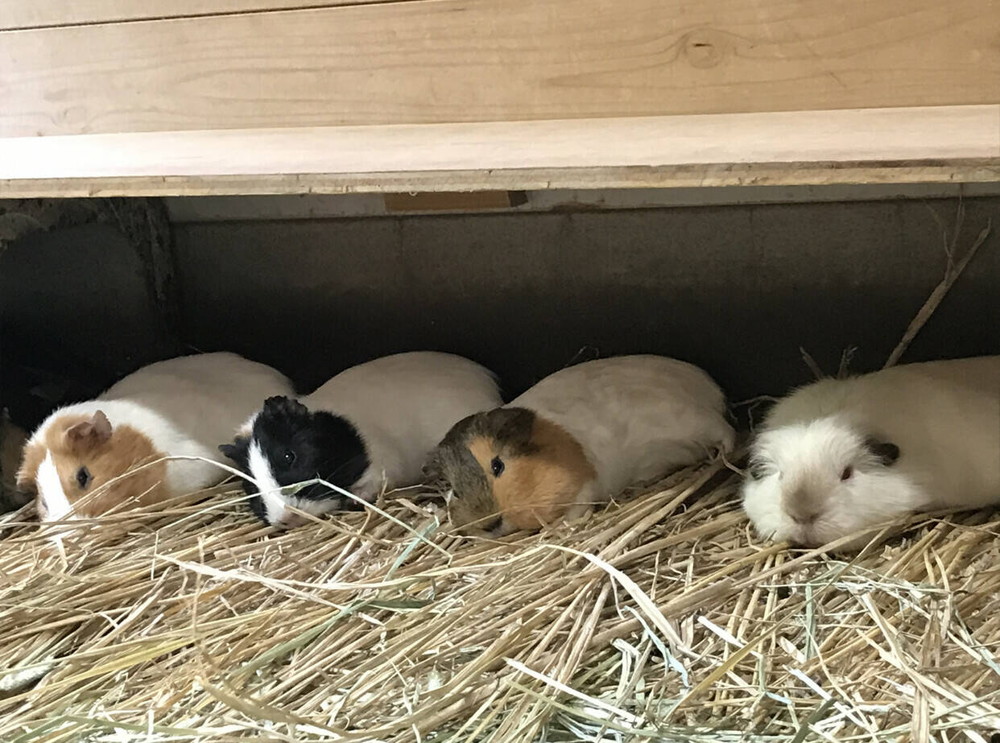 ぱかぱか お昼寝 6.jpg