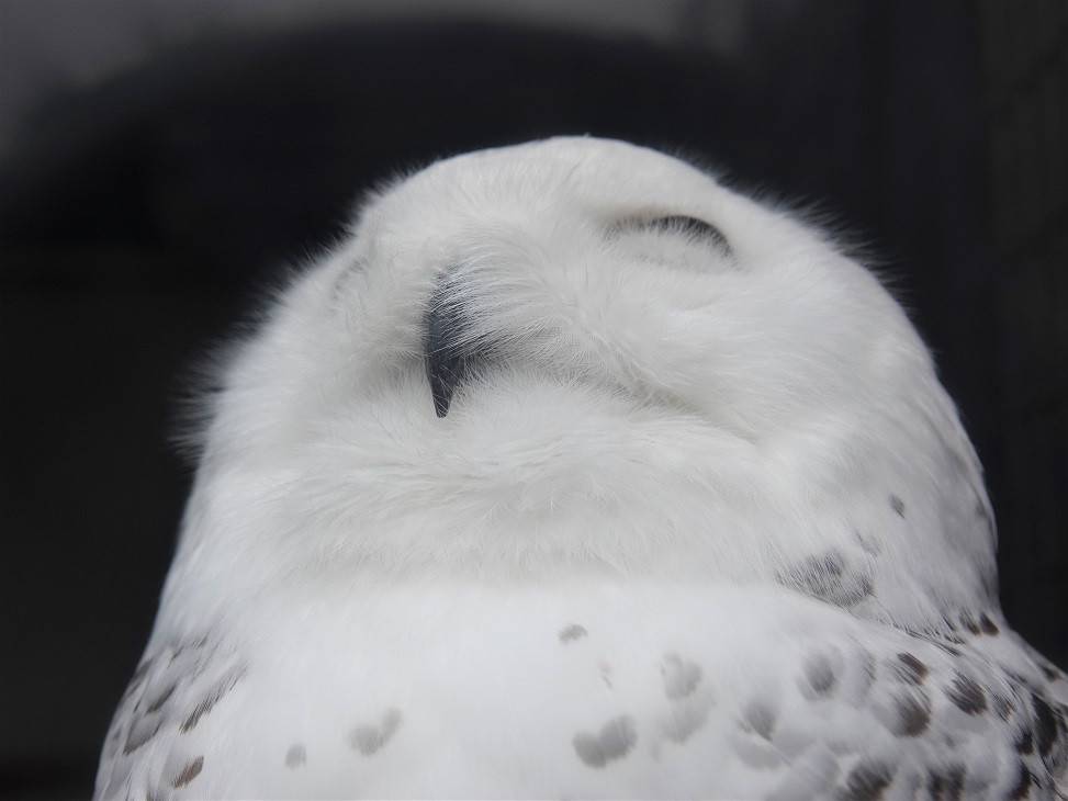 シロフクロウのユキ⑤.jpg