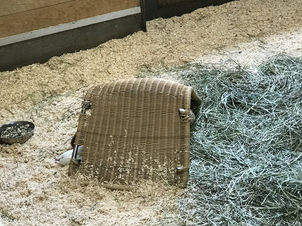 ぱかぱか お昼寝2.jpg