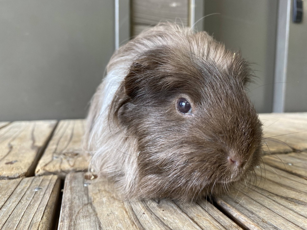 ぱかぱか モルモットレース3.jpg