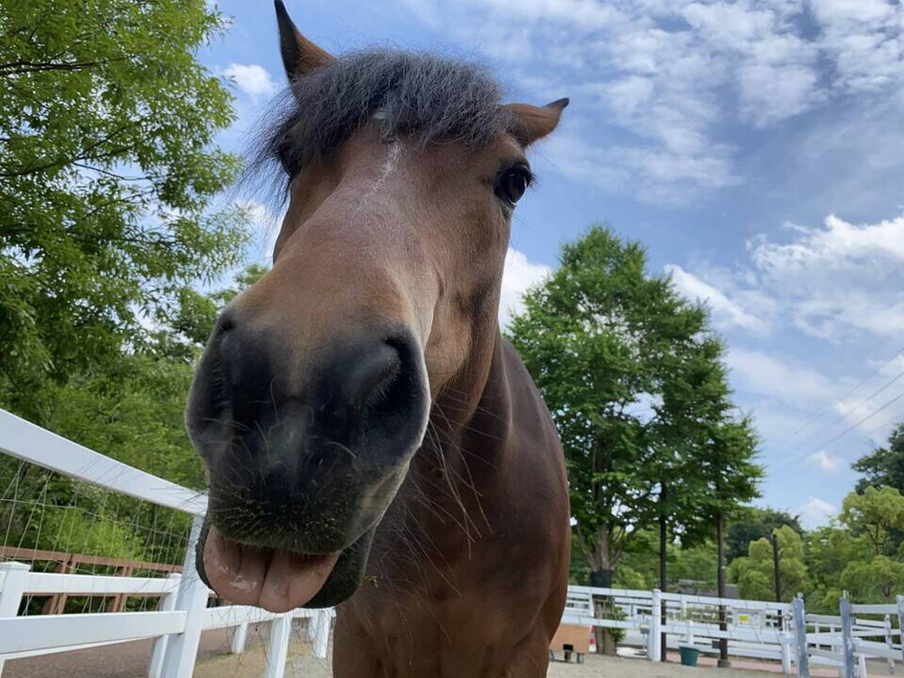 ぱかぱか ペロ2 ソフィア2.jpg