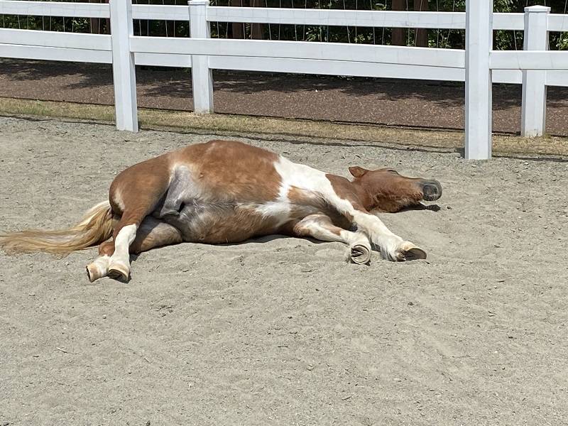 pakapaka 馬紹介アイキャッチ.jpg