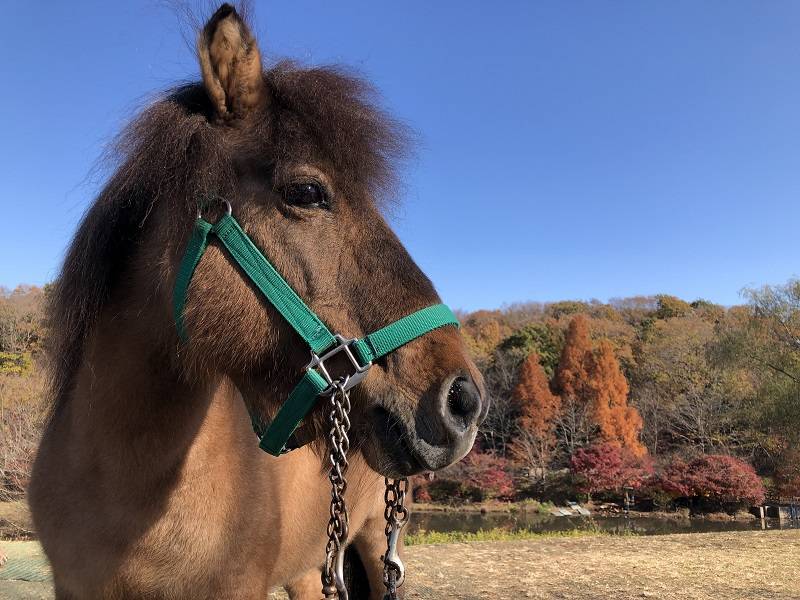 ぱかぱか2021.12秋みつけた8.jpg