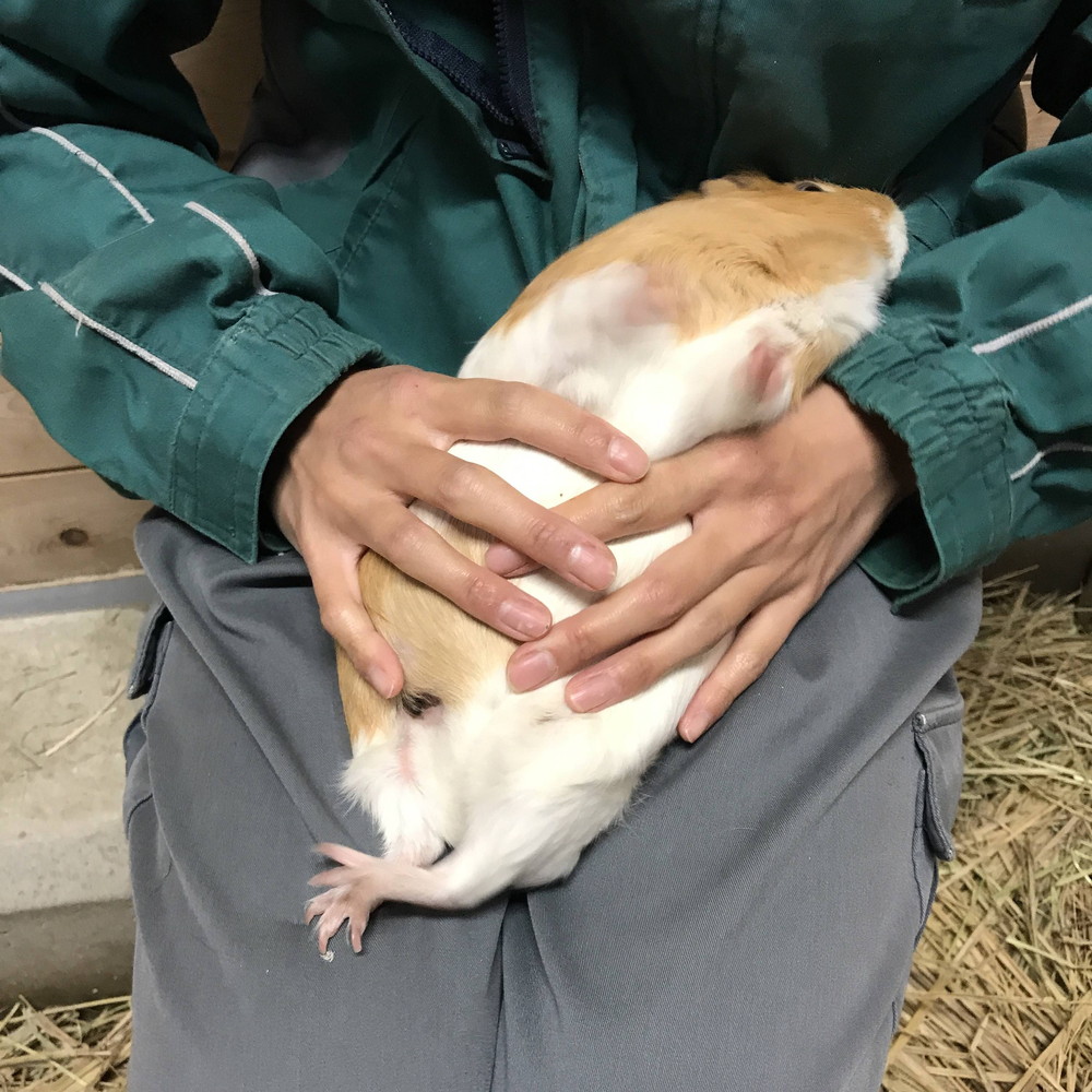 ぱかぱか仰向け抱っこ ③.jpg