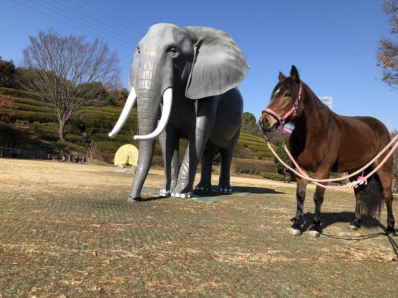 ぱかぱか2021.12秋みつけた9.jpg