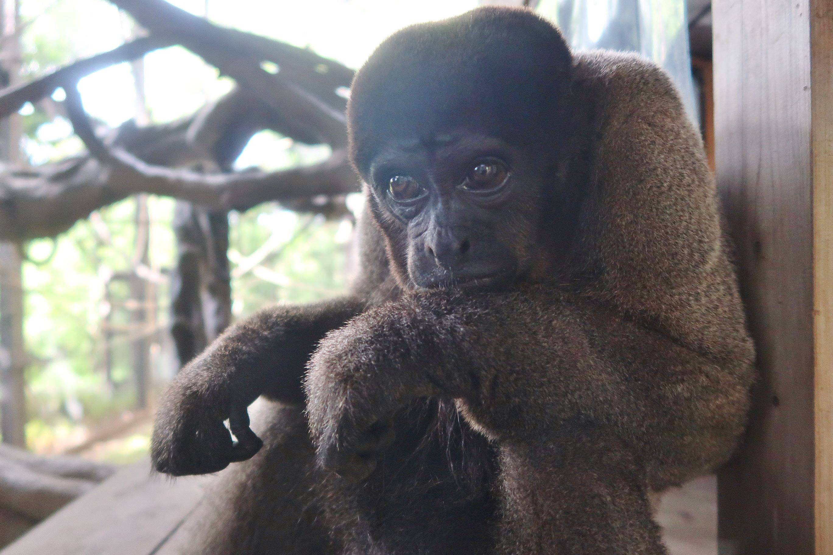 すごいぜ ウーリーモンキー っていうお話 ブログdeズーラシア よこはま動物園ズーラシア公式サイト 公益財団法人 横浜市緑の協会