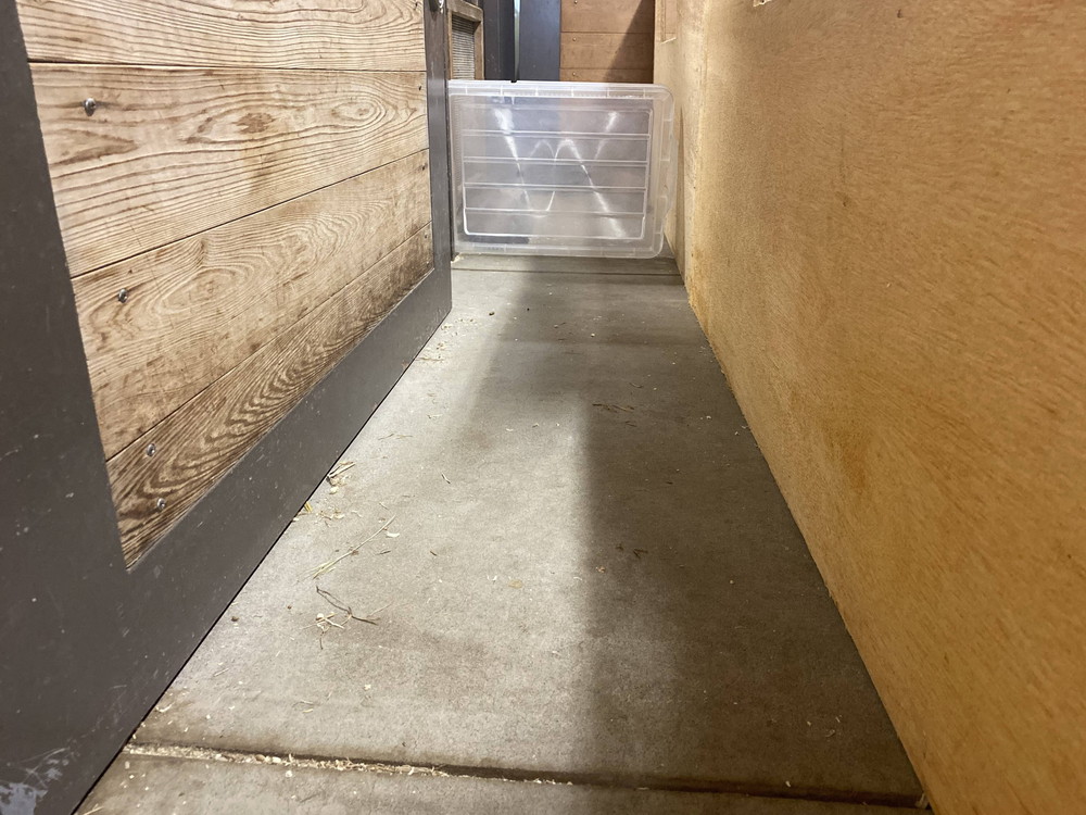 ぱかぱか モルモットレース6.jpg