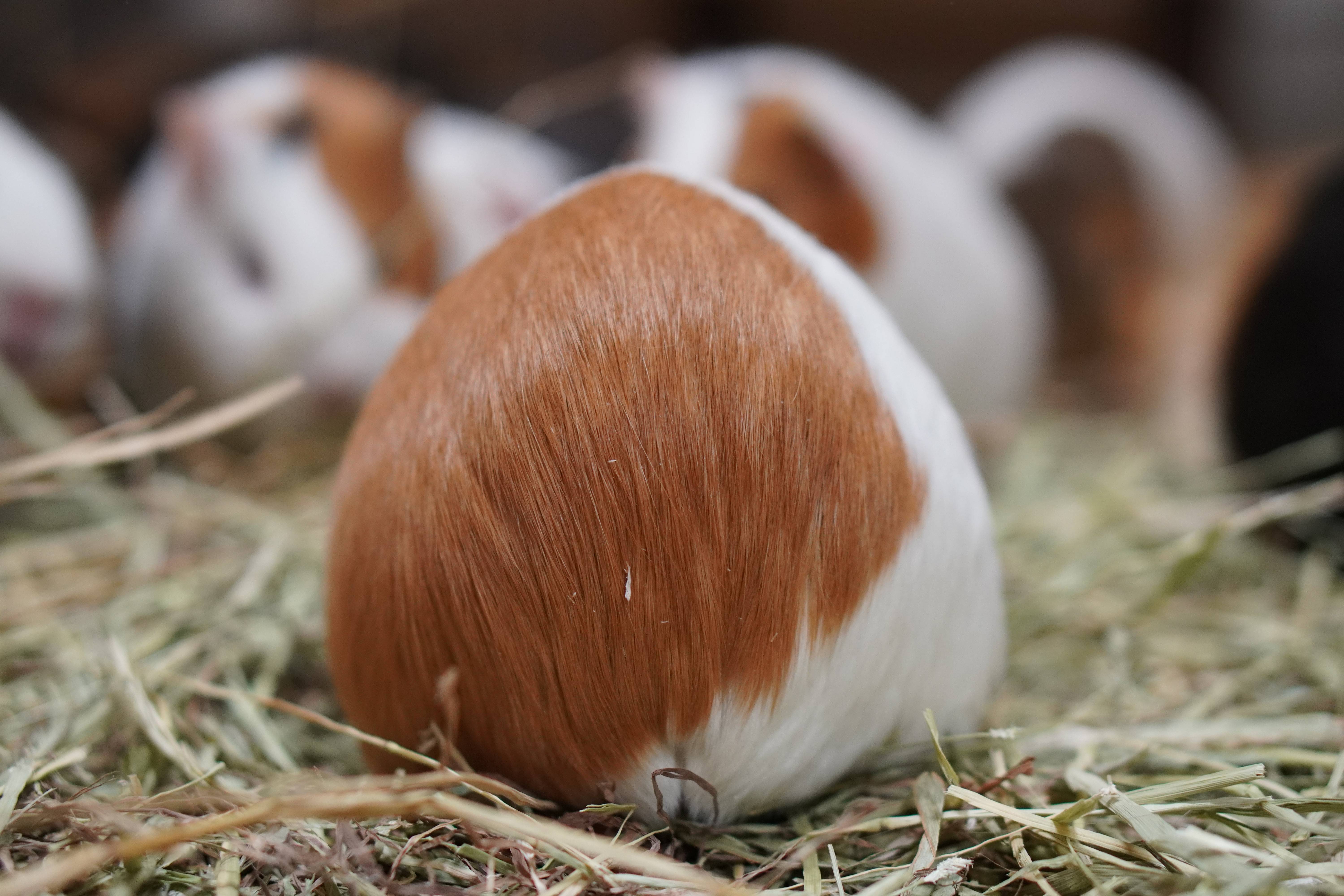 モルモットの シリーズ おしり編 第六弾 ぱかぱか広場 よこはま動物園ズーラシア公式サイト 公益財団法人 横浜市緑の協会 モルモットの シリーズ おしり編 第六弾 ぱかぱか広場 よこはま動物園ズーラシア公式サイト 公益財団法人 横浜市緑の協会