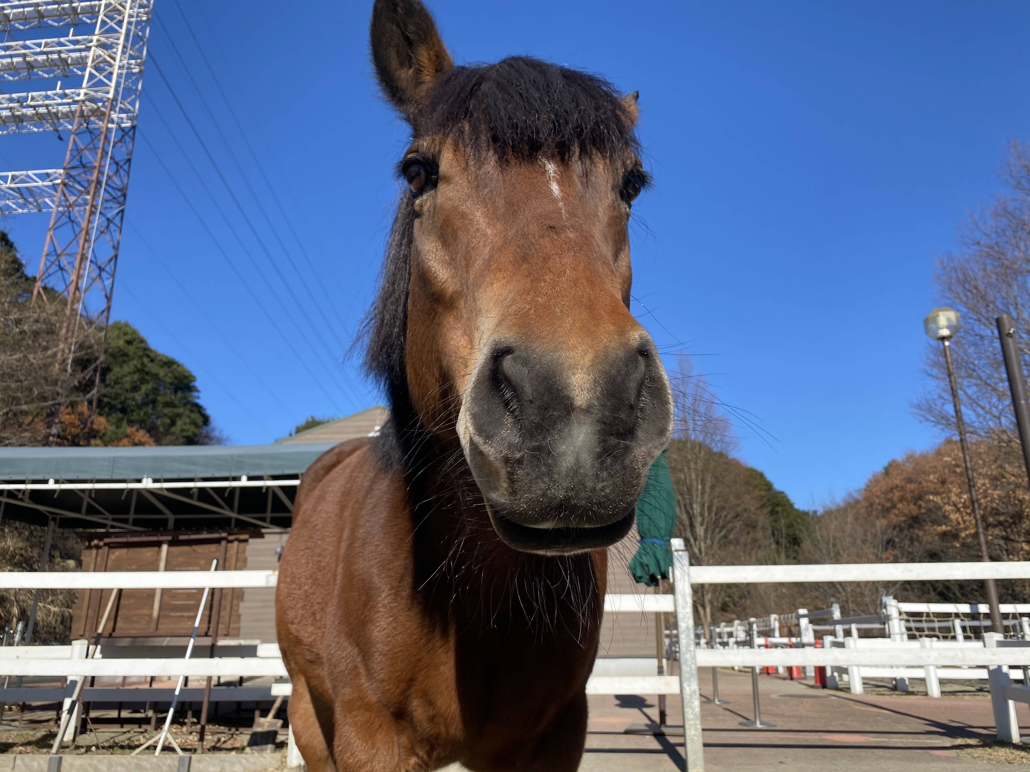 馬のわらじ作り ぱかぱか広場 よこはま動物園ズーラシア公式サイト 公益財団法人 横浜市緑の協会
