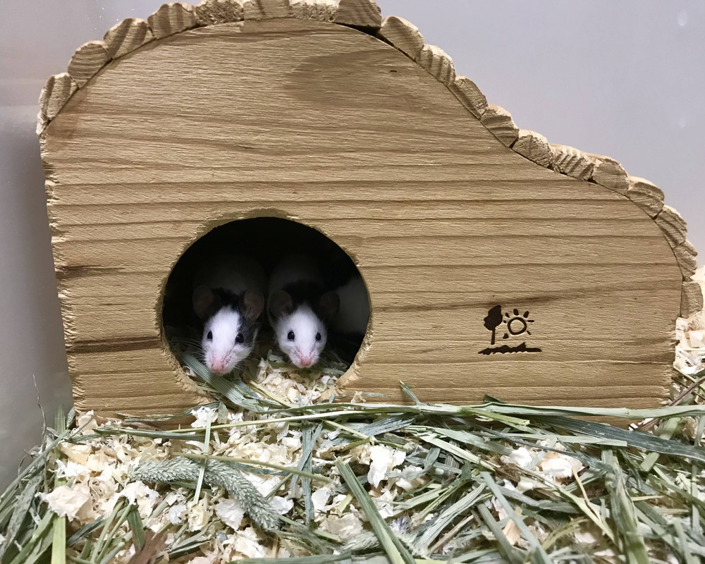 ねずみの模様に注目！|ぱかぱか広場｜ブログ|よこはま動物園