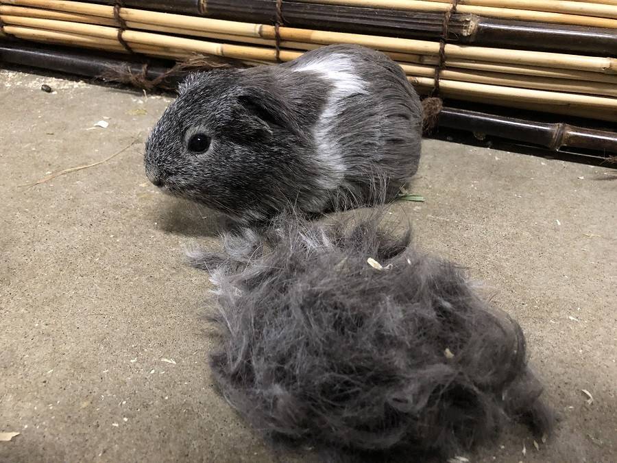 ぱかぱか2021.07すっきりモルモット9.jpg