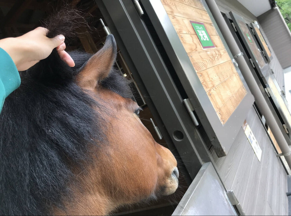 ぱかぱか 毛玉8.jpg