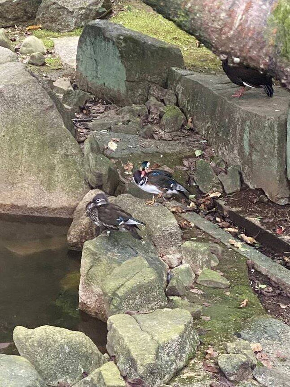 オシドリ トリム.jpg