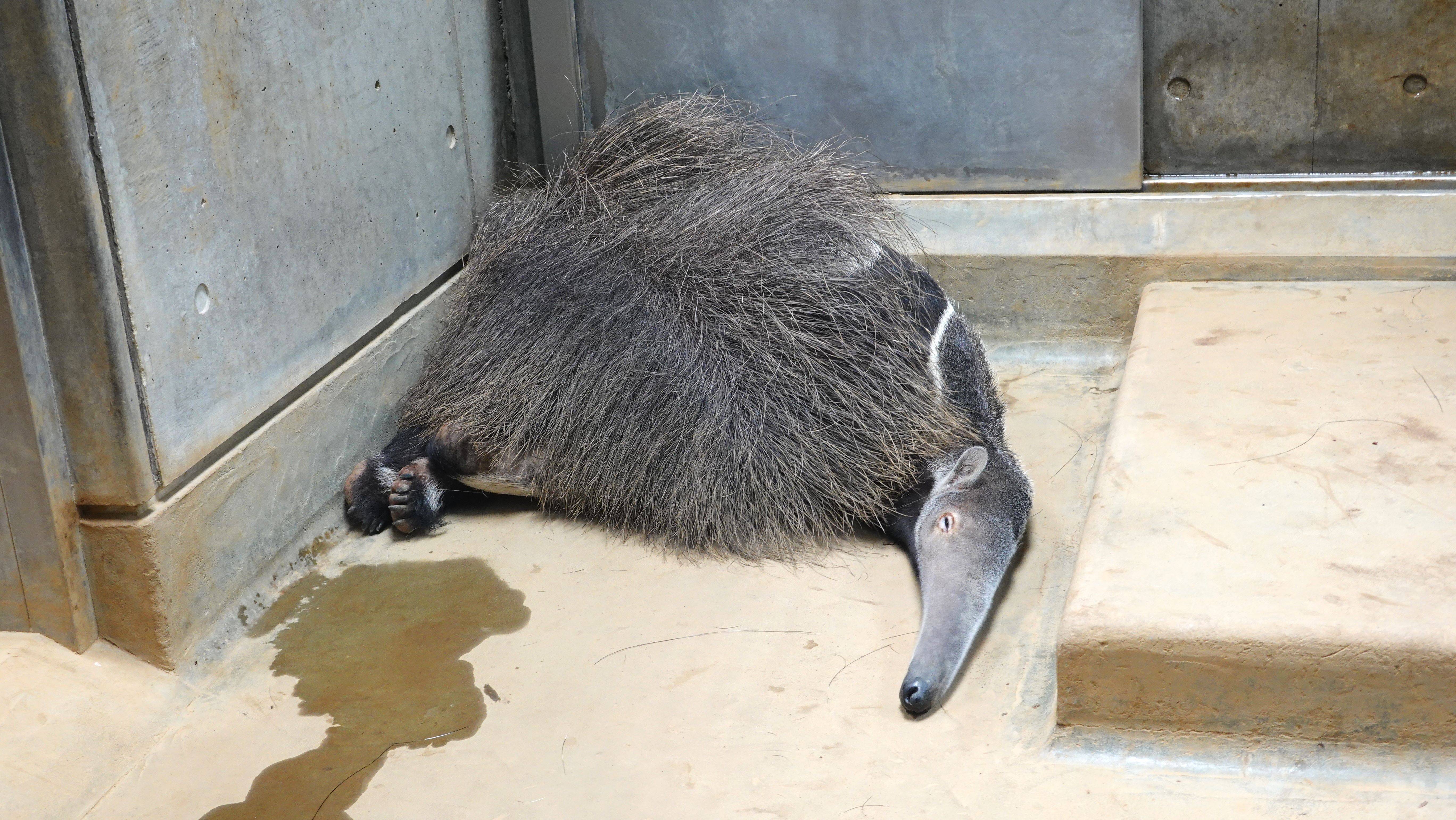 寝顔を見せたい っていうお話 ブログdeズーラシア よこはま動物園ズーラシア公式サイト 公益財団法人 横浜市緑の協会