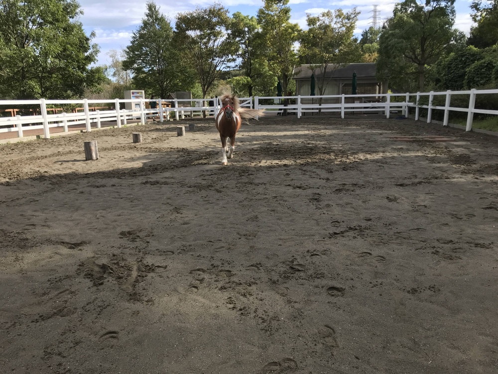 ぱかぱか 脱走10.jpg