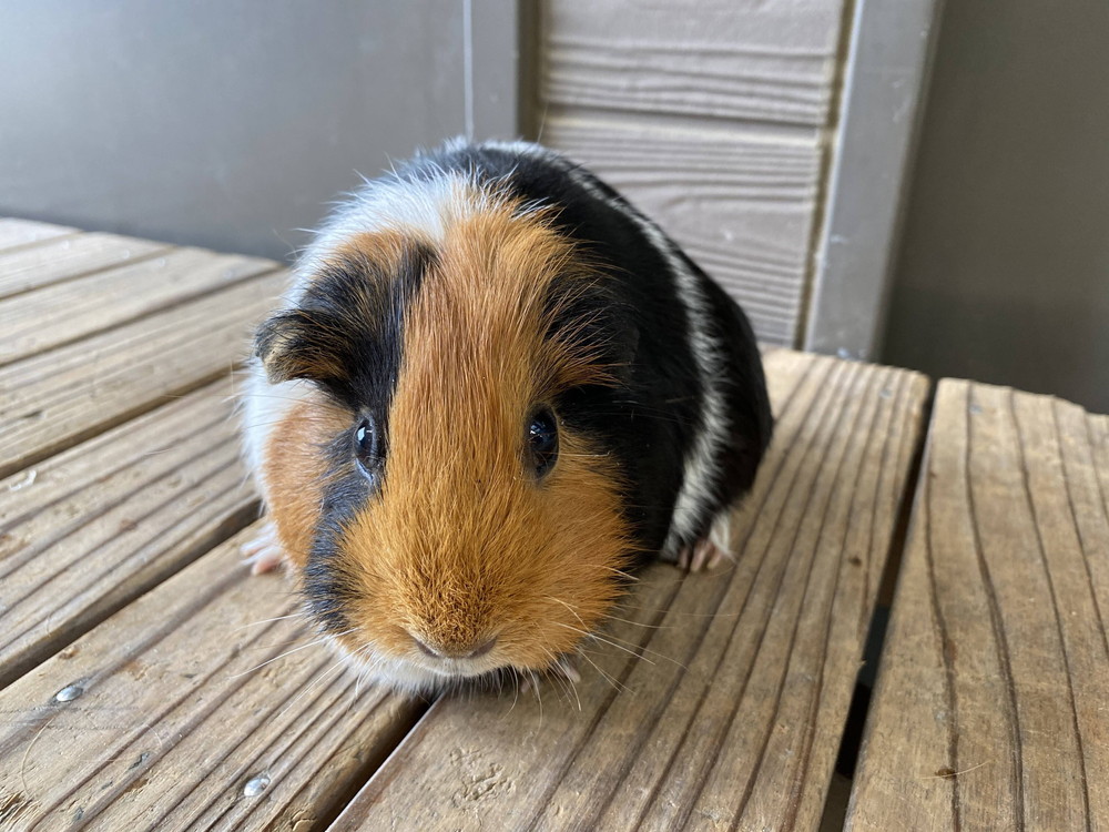 ぱかぱか モルモットレース4.jpg