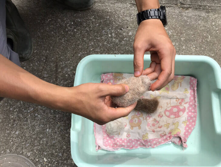 ぱかぱか 毛玉2.jpeg