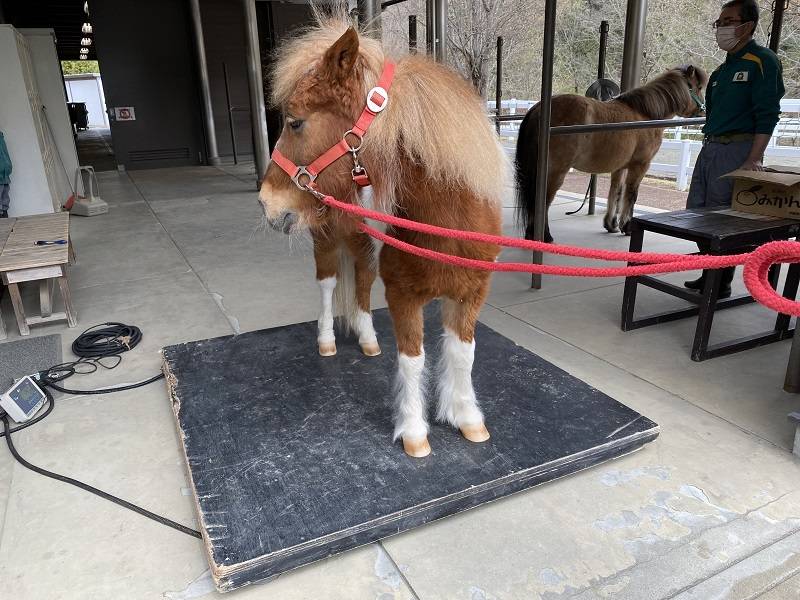 馬の体重測定3.jpg