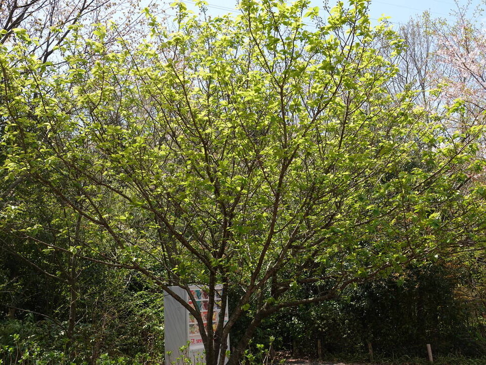 ズーラシアに咲く桜 桜開花 よこはま動物園ズーラシア公式サイト 公益財団法人 横浜市緑の協会