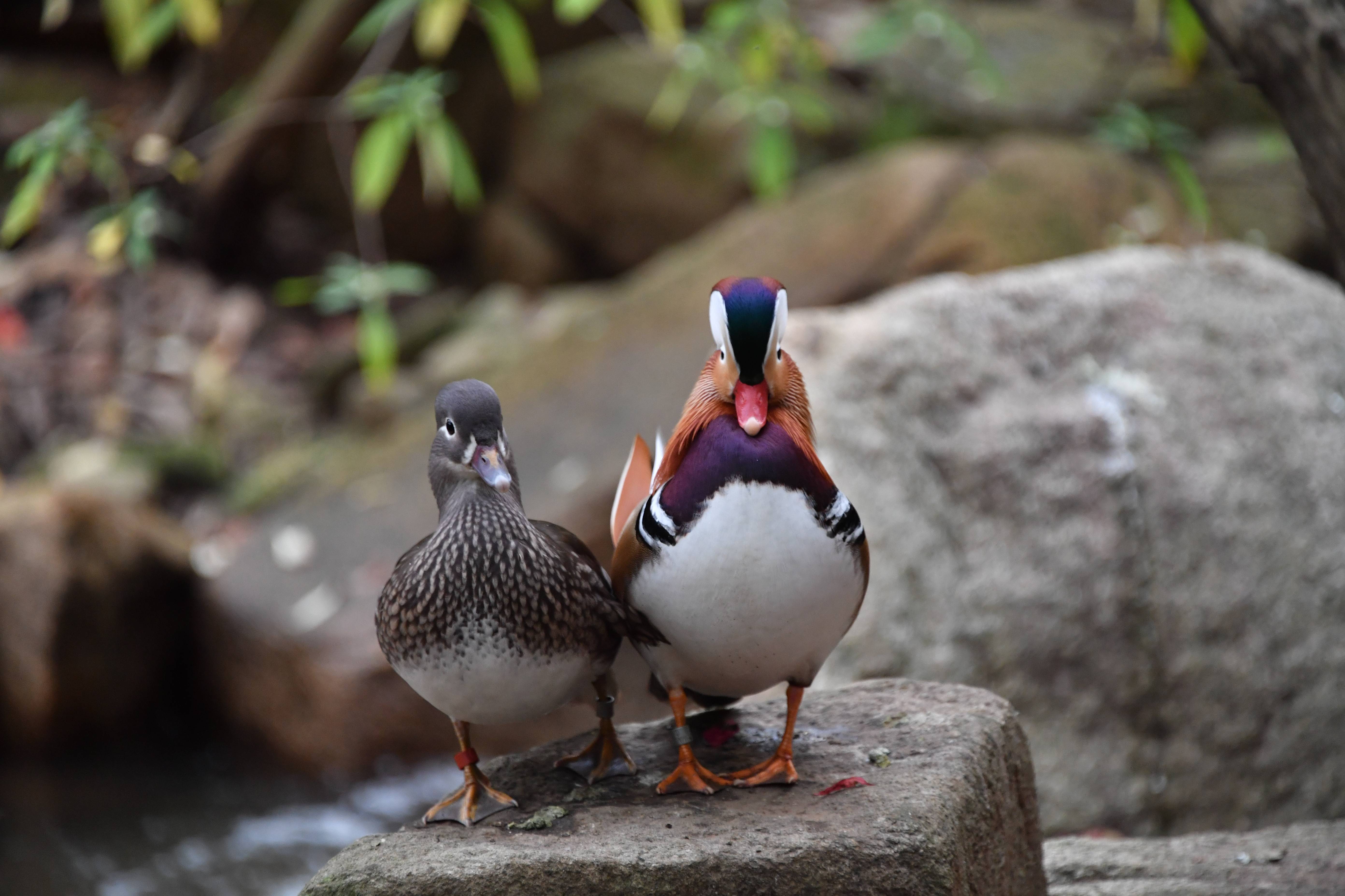 鳥の正面顔が好き っていうお話 ブログdeズーラシア よこはま動物園ズーラシア公式サイト 公益財団法人 横浜市緑の協会