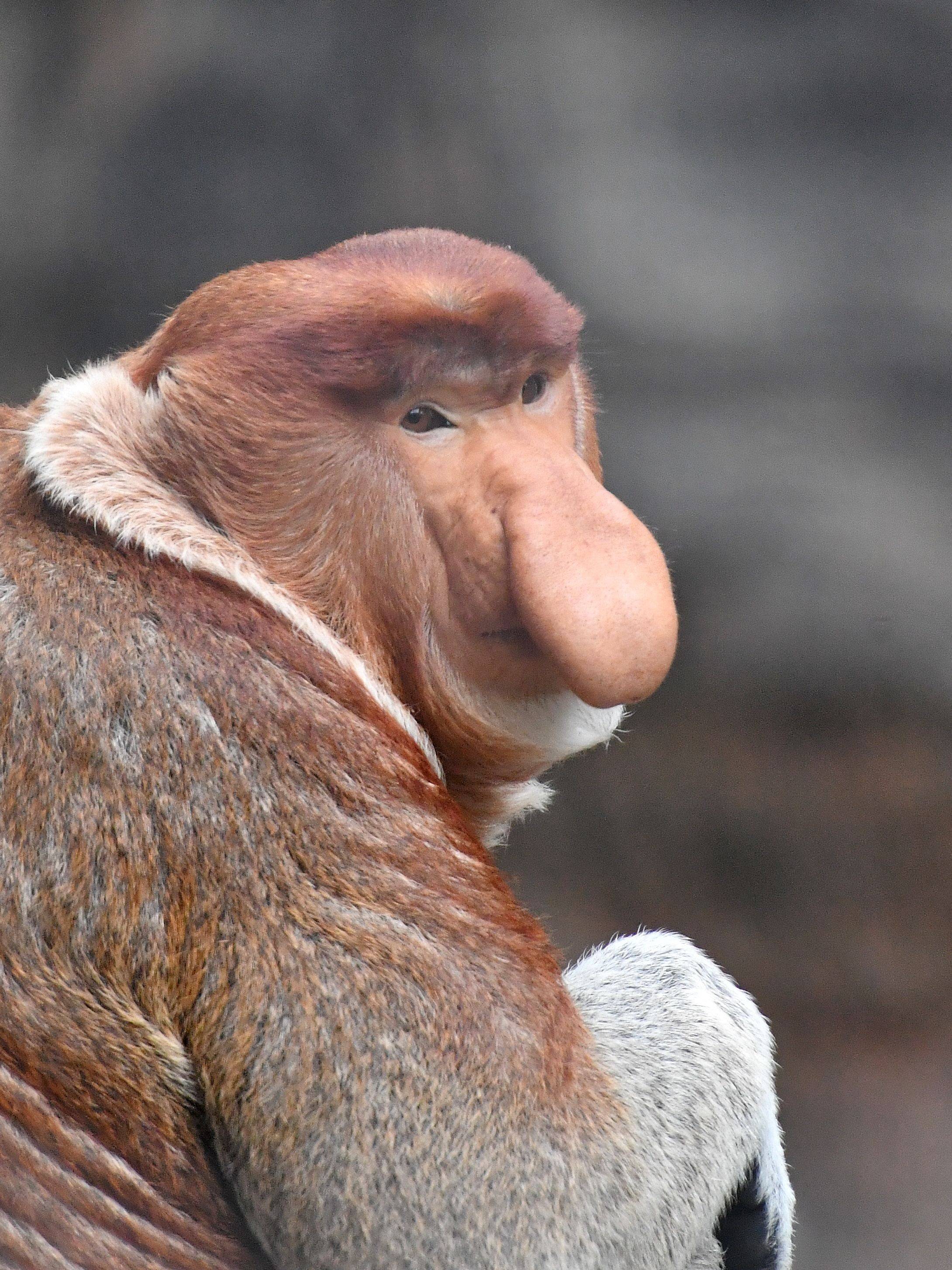 鼻はかわいい っていうお話 ブログdeズーラシア よこはま動物園ズーラシア公式サイト 公益財団法人 横浜市緑の協会 鼻はかわいい っていうお話 ブログdeズーラシア よこはま動物園ズーラシア公式サイト 公益財団法人 横浜市緑の協会