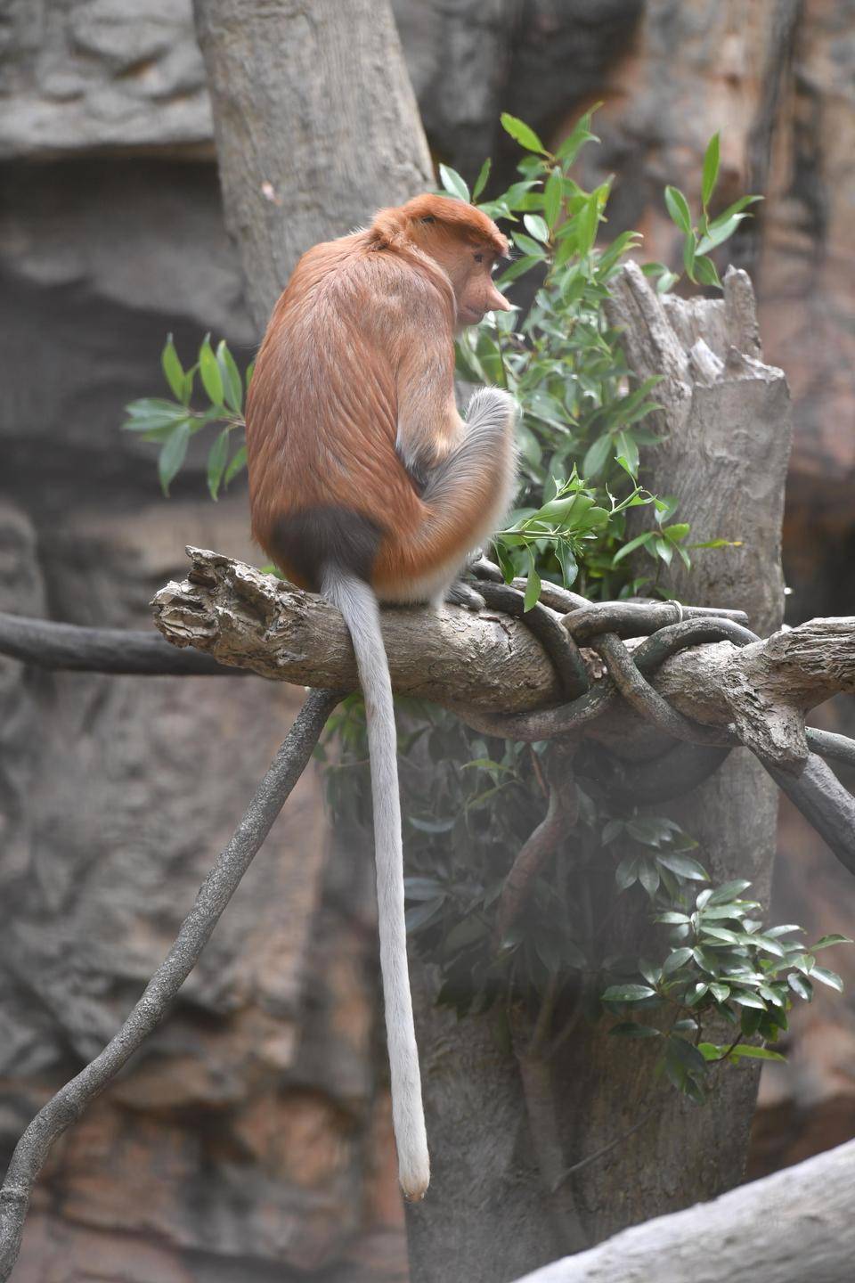 すごいぜ ウーリーモンキー っていうお話 ブログdeズーラシア よこはま動物園ズーラシア公式サイト 公益財団法人 横浜市緑の協会