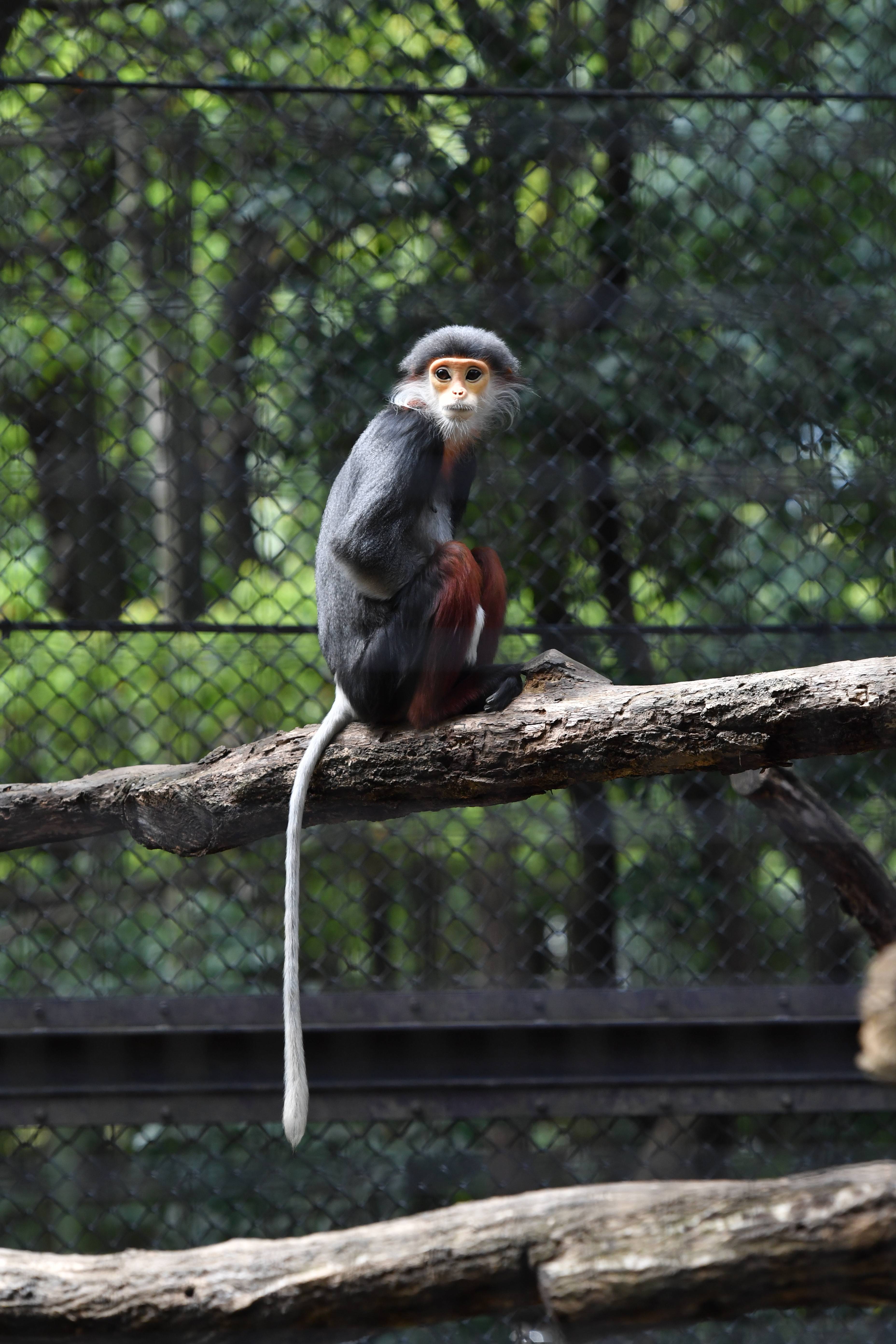 すごいぜ ウーリーモンキー っていうお話 ブログdeズーラシア よこはま動物園ズーラシア公式サイト 公益財団法人 横浜市緑の協会