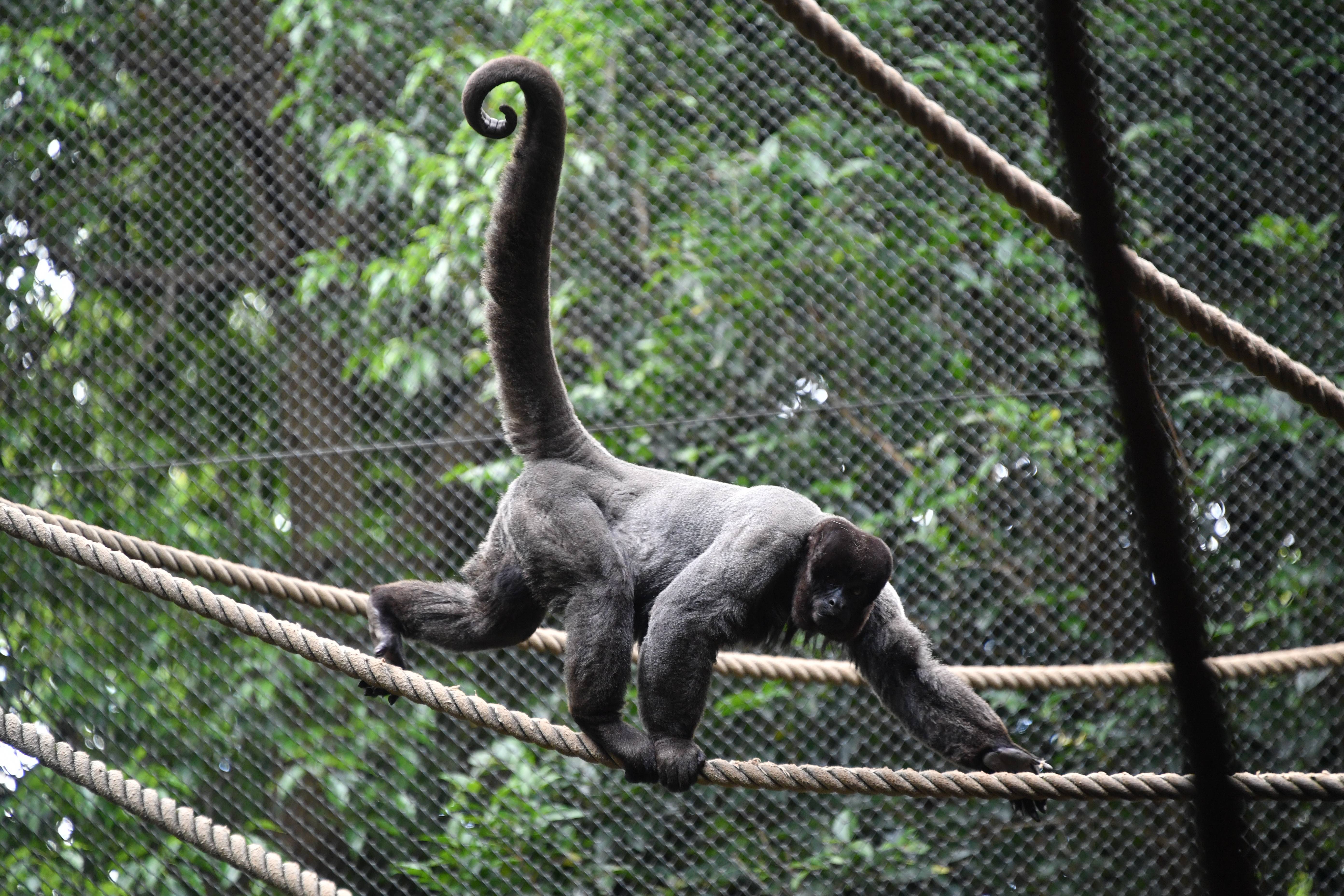 すごいぜ ウーリーモンキー っていうお話 ブログdeズーラシア よこはま動物園ズーラシア公式サイト 公益財団法人 横浜市緑の協会