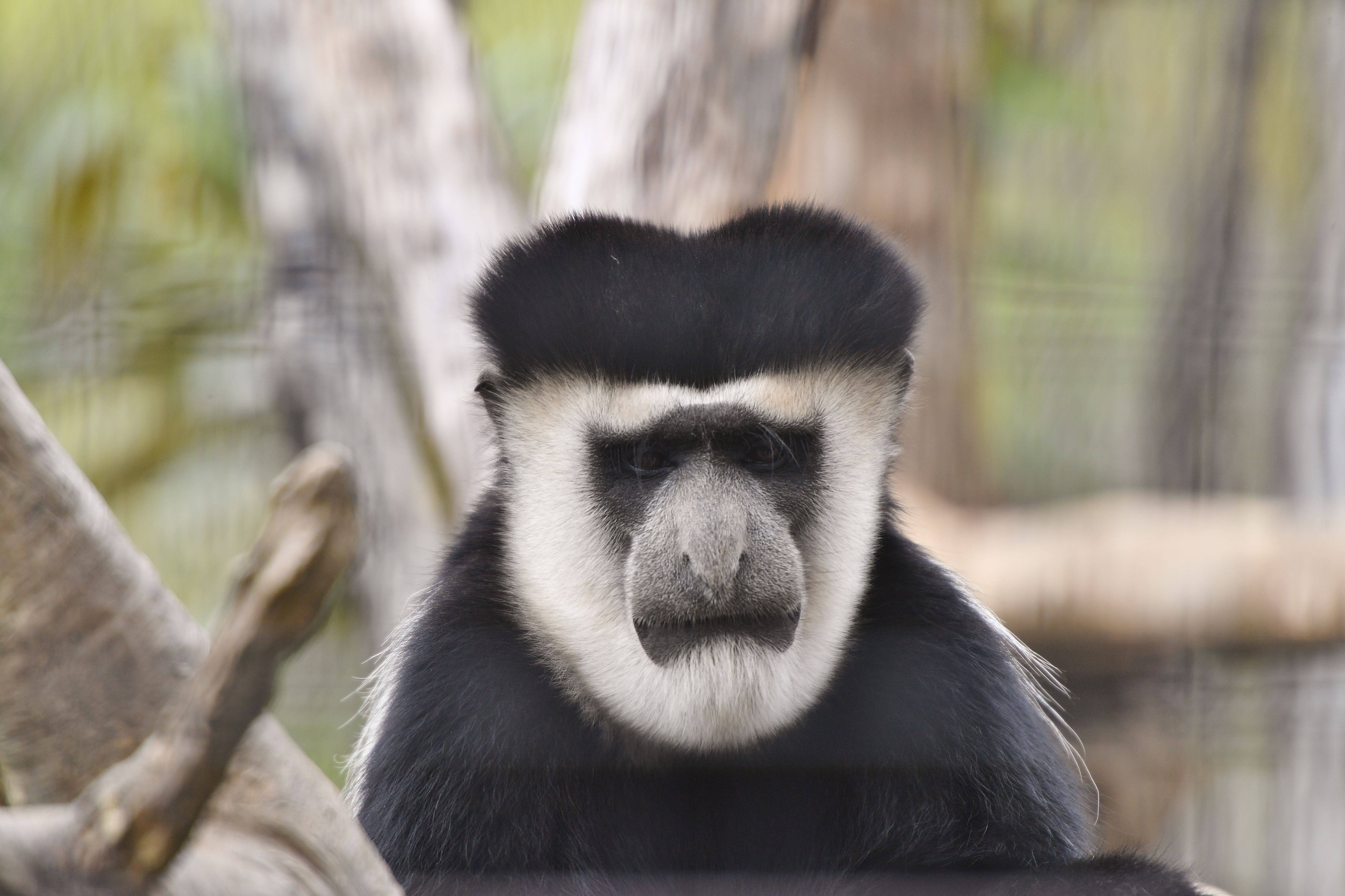 悔しそうな顔がたまらない っていうお話 ブログdeズーラシア よこはま動物園ズーラシア公式サイト 公益財団法人 横浜市緑の協会 悔しそうな顔がたまらない っていうお話 ブログdeズーラシア よこはま動物園ズーラシア公式サイト 公益財団法人 横浜市緑の協会