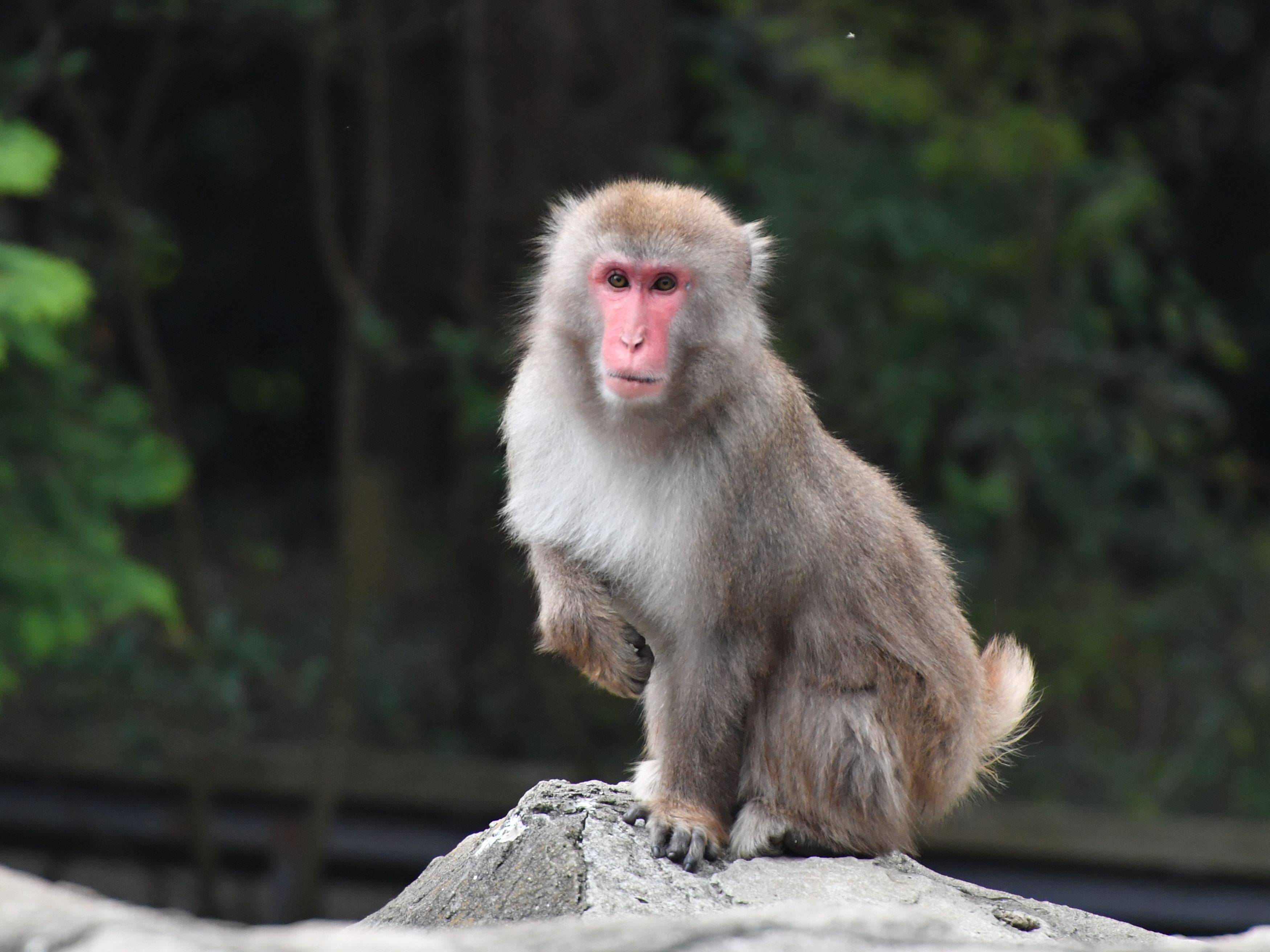 すごいぜ ウーリーモンキー っていうお話 ブログdeズーラシア よこはま動物園ズーラシア公式サイト 公益財団法人 横浜市緑の協会