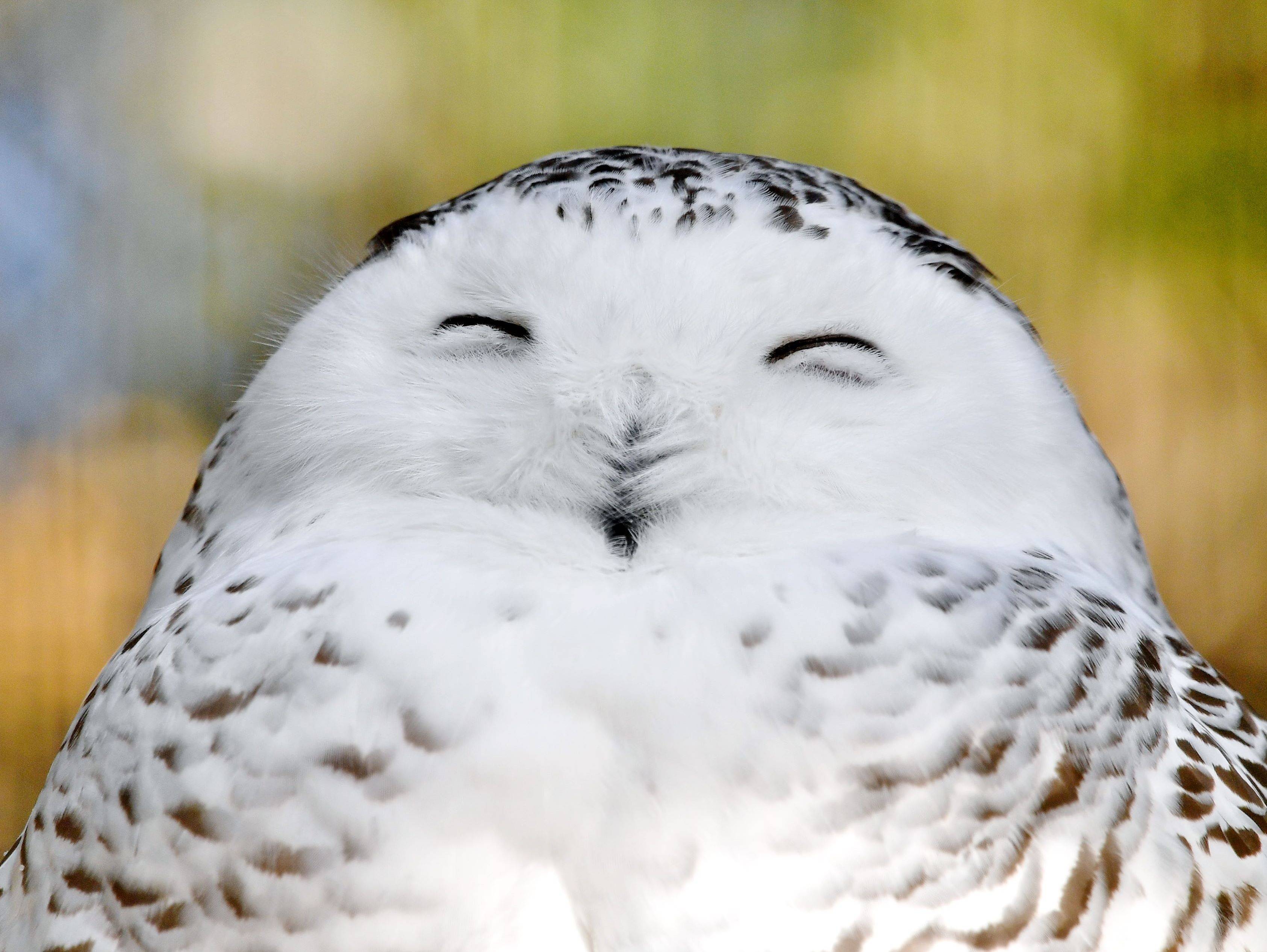 鼻はかわいい っていうお話 ブログdeズーラシア よこはま動物園ズーラシア公式サイト 公益財団法人 横浜市緑の協会